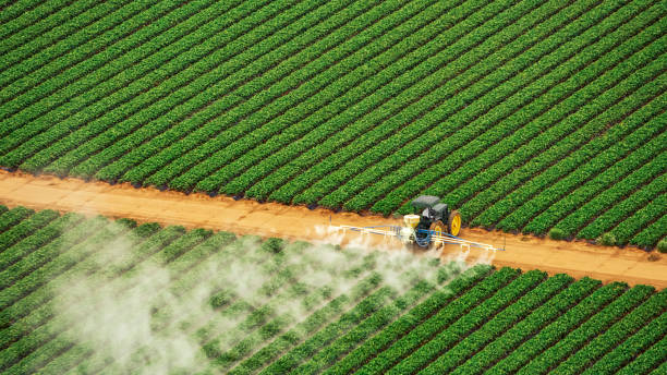 Best Termite Control Services  in Effingham, IL