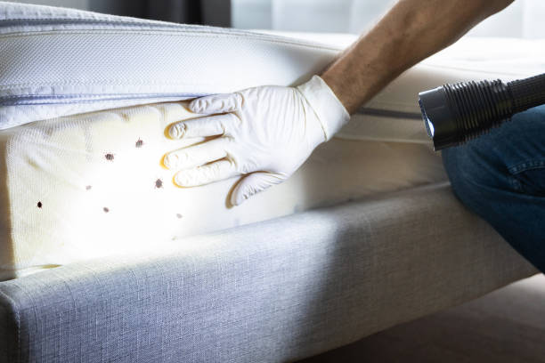 Trusted Effingham, IL Pest Control Experts
