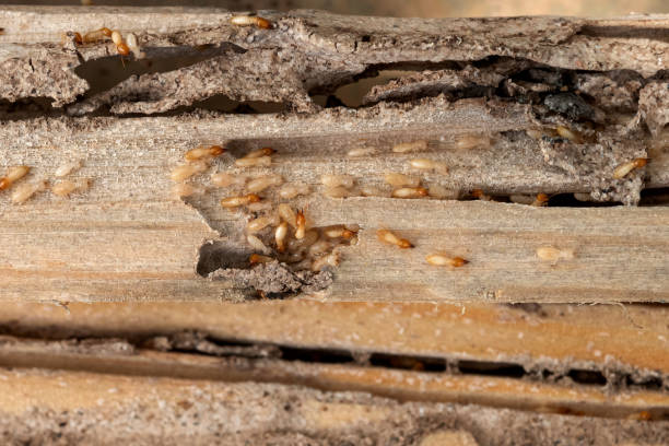 Trusted Effingham, IL Pest Control Experts
