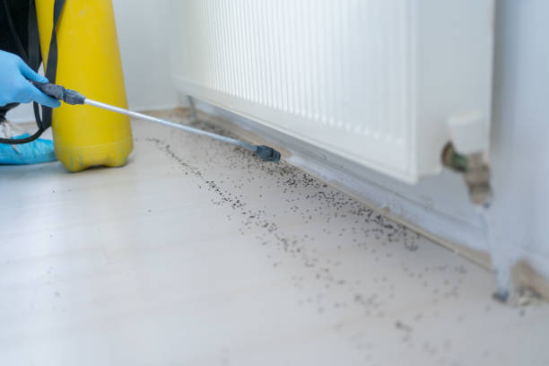 Best Mosquito Control Services  in Effingham, IL