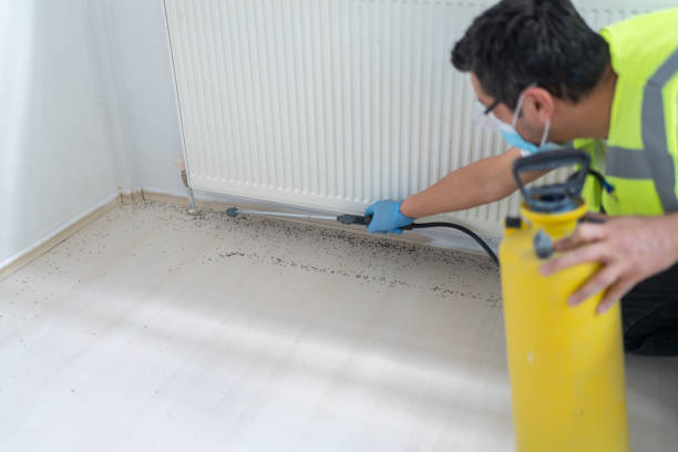 Best Wasp Removal Services  in Effingham, IL