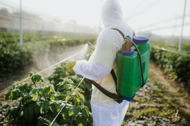Best Ant Control Services  in Effingham, IL